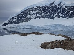 Rookerie de manchots papous à Neko Harbour dans la Péninsule Antarctique décembre 2016. On distingue les sentiers qui relient les rookeries entre elles et à la mer.