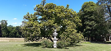 Magnolia de Soulange-Bodin.
