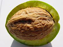 Gros plan d’une noix entière dont le péricarpe vert (le brou) a été à moitié enlevé pour révéler la coquille qu’il renferme.
