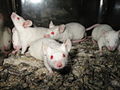 Ratti albini