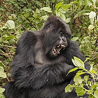 Gorille des montagnes bâillant, Rwanda.