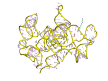  Structure d'un intron autocatalytique de groupe I