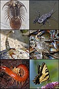 Différents Arthropoda.