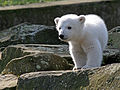 Berlin Zoo, Polar bear cub "Knut" 24.03.2007