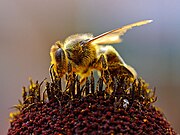 植物の蜜を集め、花粉を媒介する（身につけて動き回る）蜂