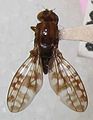 Drosophila setosimentum: sterk gevlekte vleugels.