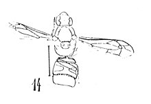 Odynerus oligopunctatus N. Théobald 1937 Holotype éch. F147 x2,5 p. 400 pl.XXVIII Insectes du Stampien de Céreste (Basses-Alpes).