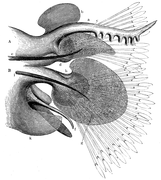 Autre exemple de parapodes avec formes et structures complexes (utiles pour l'identification de l'espèce)