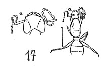 Dolichoderus balticus femelle Mayr 1937 N. théobald éch. A34 x2,6 p. 314 Pl. XXVI Hyménoptères du Stampien d'Aix-en-Provence.