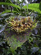 En zone tropicale ou tempérée très humide, les mousses épiphytes peuvent recouvrir, parfois en plusieurs couches les feuilles (mousse épiphylle) comme les écorces (mousse corticole).