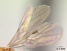 Vue de profil de l'aile d'une fourmi Ponera exotica.