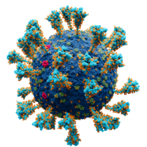 SARS-CoV-2 virion (alamsugukonnast koroonaviirused)