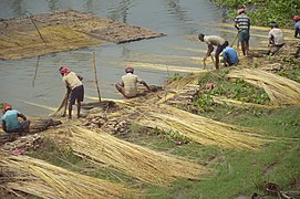 Extraction de la fibre de jute sur les bords de la rivière Jalangi, dans le district de Nadia.