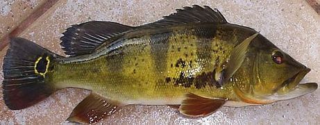 Cichla ocellaris a été introduit intentionnellement en Floride comme poisson de pêche sportive.