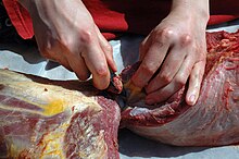 Pièce de bison dépecée sur feuille plastique par les 2 mains d'un humain au moyen d'un éclat de quartzite.