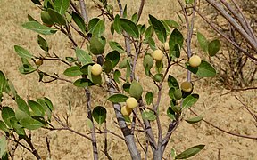 Fruits comestibles du Boscia senegalensis.