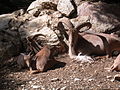 Antilopa kapro (Ammotragus lervia)