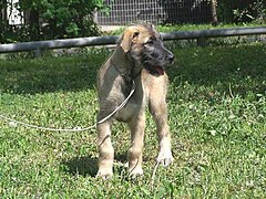 Wolfhound, chiot de 3,5 mois