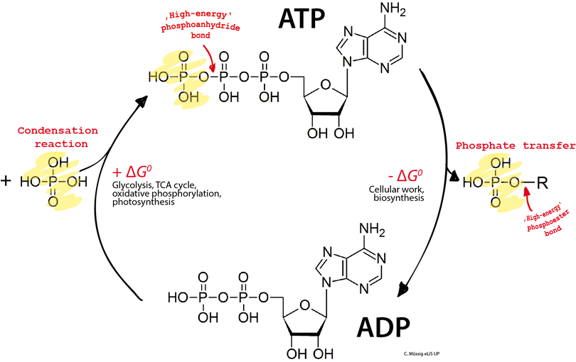 Dans les cellules, l'ATP est continuellement hydrolysé en ADP et régénéré à partir de l'ADP.