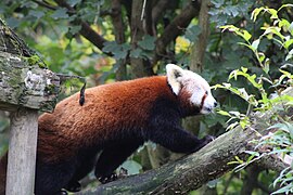 Panda roux