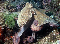 Octopodes (« poulpes »)