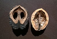 Deux demi-coques de noix côte à côte en gros plan : à gauche, celle d’une noix d’Amérique, très dure, à droite, celle d’une noix commune.