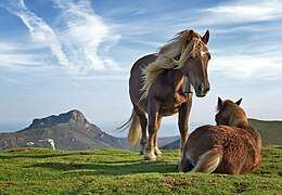 Лошади на горе Биандитц[исп.], Испания («Изображение года — 2008»)