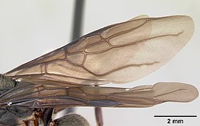 Vue de profil de l'aile d'une fourmi Dolichoderus bispinosus.