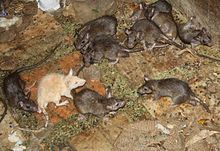 Une dizaine de rats noirs et un rat albinos dans le temple