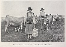 photo noir et blanc d'un homme portant un bidon de lait au milieu d'un troupeau de vache.