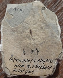 Tetraneura (Aixaphis) oligocenica N. Théobald, 1937. Photo couleur par Mireille Darmois-Théobald.