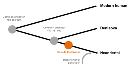 Arbre phylogénétique des lignées humaines récentes proposé en 2016 d'après l'ADN de la Sima de los Huesos