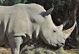 Rhinocéros blanc.