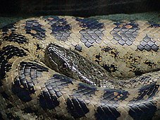 L'anaconda jaune ou eunectes notaeus vit dans les milieux amphibies