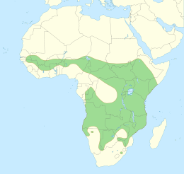 Distribución actual del lleón africanu.