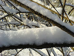 Neige fraîche sur une branche mince Cracovie (Pologne).