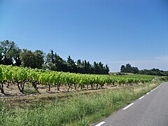 Vallée du Rhône : haies de cyprès pour protéger les productions agricoles du Mistral.