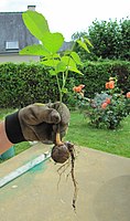 Plantule de noyer commun déracinée et tenue devant l’objectif par une main de jardinier : on distingue clairement les racines et le tronc qui émergent de la noix.