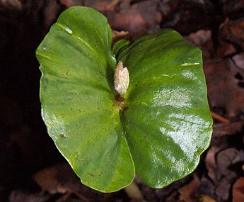 Les plantules de l'année étalent leurs deux grandes feuilles cotylédonaires caractéristiques.