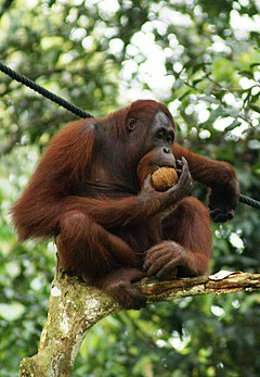 Борнейски орангутан (P. pygmaeus)