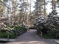 Parc des rhododendrons de Haaga.