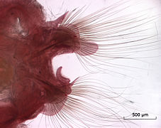 Parapodes (d'un Nephtys longosetosa capturé en mer du Nord, dans les eaux de Belgique), avec soies et spicules bien visibles