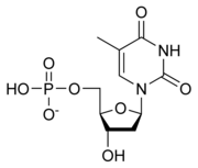 Image illustrative de l’article Thymidine monophosphate