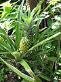 Plant d'ananas à Bali.