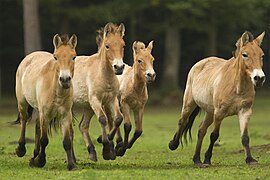 Les chevaux de Przewalski.