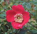 1 mai 2013 La fleur d'églantier rouge symbole de la fête du travail avant d’être supplanté par le muguet.