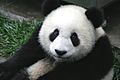 پاندا یکی از جانوران ملی چین