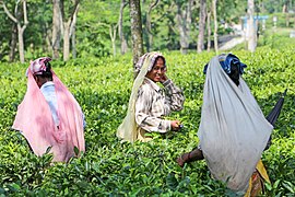 Femmes cueillant le thé dans une plantation des Dooars, une région du piémont himalayen, dans le district de Jalpaiguri.