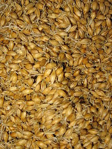 Gros plan sur un ensemble de graines germées dorées.