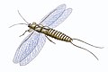 Le paléodictyoptère Mazothairos avait le thorax segmenté et une troisième paire d'ailes résiduelle sur le premier segment.
